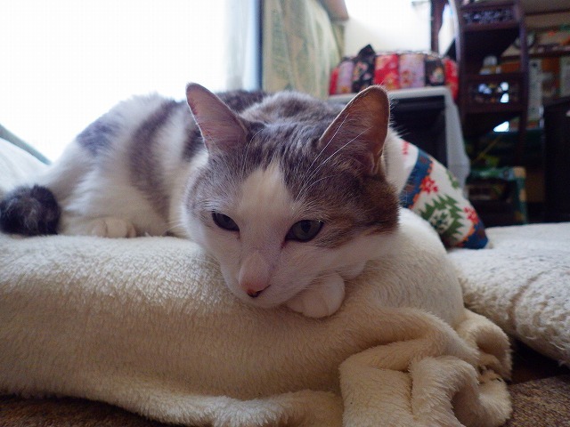 a0337237_14564999.jpg