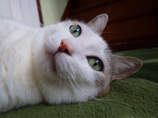 a0337237_14581648.jpg