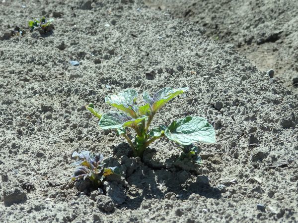 私のまめつぶ自給農園2016 Vol.4じゃが芋が芽を出しました_b0206037_18410489.jpg