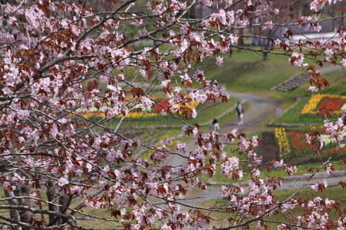 釧路は桜が見ごろです　5月18日_f0113639_1843139.jpg