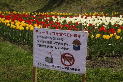釧路は桜が見ごろです　5月18日_f0113639_18433515.jpg