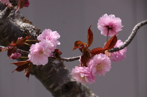 釧路は桜が見ごろです　5月18日_f0113639_18442836.jpg