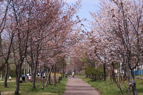釧路は桜が見ごろです　5月18日_f0113639_18445388.jpg