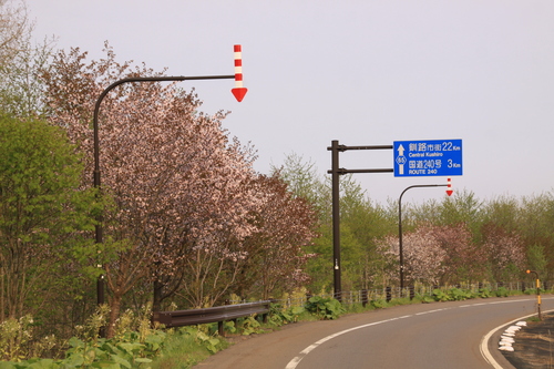 釧路は桜が見ごろです　5月18日_f0113639_18455896.jpg