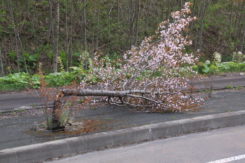 釧路は桜が見ごろです　5月18日_f0113639_18465339.jpg