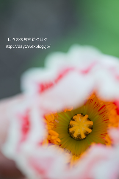 a0323742_22185170.jpg