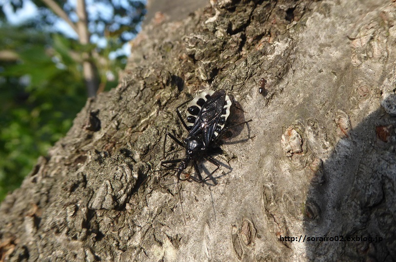 白黒の昆虫 そらいろのパレット 白黒の昆虫 そらいろのパレット