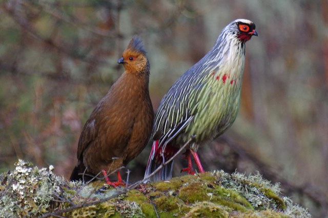 ブータン王国１５日間野鳥編４／４～５_b0144049_17294819.jpg