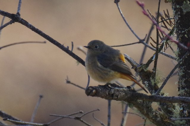 ブータン王国１５日間野鳥編４／４～５_b0144049_18233773.jpg