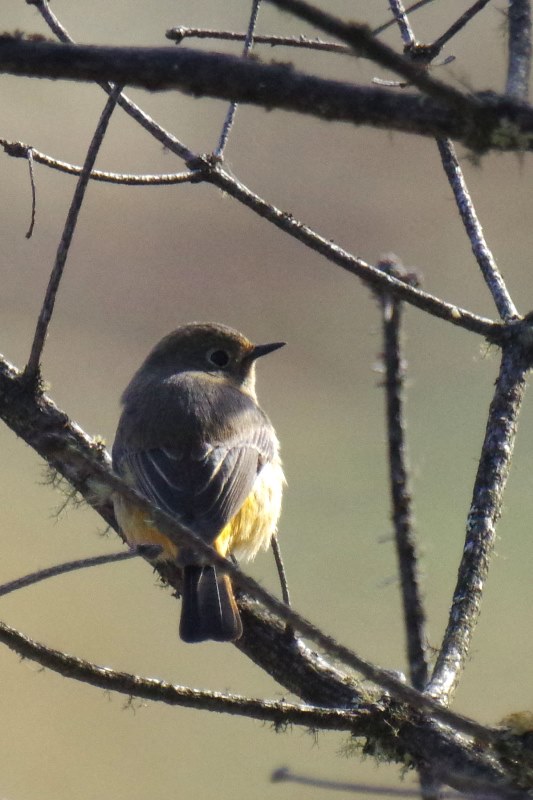 ブータン王国１５日間野鳥編４／４～５_b0144049_18234968.jpg