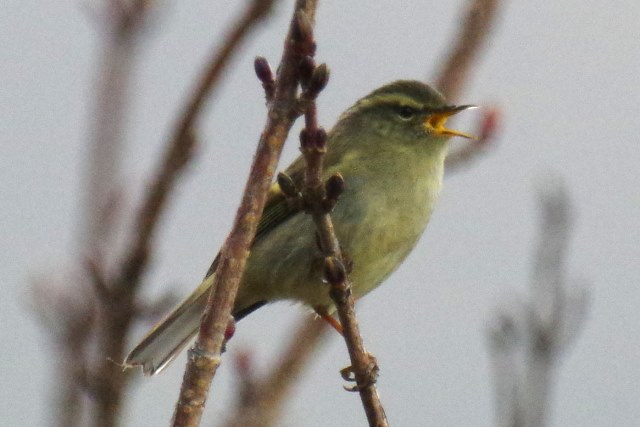 ブータン王国１５日間野鳥編４／４～５_b0144049_22434787.jpg