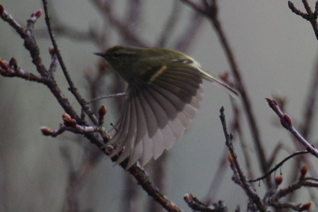 ブータン王国１５日間野鳥編４／４～５_b0144049_2244162.jpg