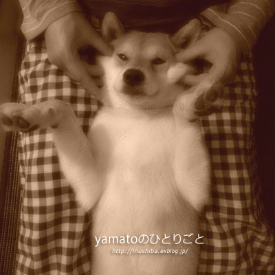 犬の本 ワンちゃんリフレ ワンちゃんがもっとあなたを好きになる本 Yamatoのひとりごと 犬の本 ワンちゃんリフレ ワンちゃんがもっとあなたを好きになる本 Yamatoのひとりごと
