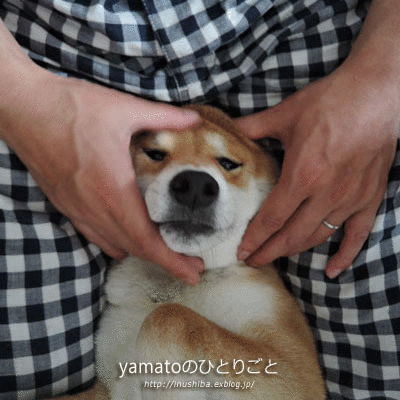 犬の本 ワンちゃんリフレ ワンちゃんがもっとあなたを好きになる本 Yamatoのひとりごと 犬の本 ワンちゃんリフレ ワンちゃんがもっとあなたを好きになる本 Yamatoのひとりごと