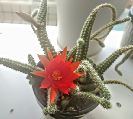 【サボテン】明るいお花は気分があがるね。_d0348158_08182303.jpg