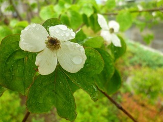 happy rainy day 祝福のカタチ_a0165160_17053674.jpg