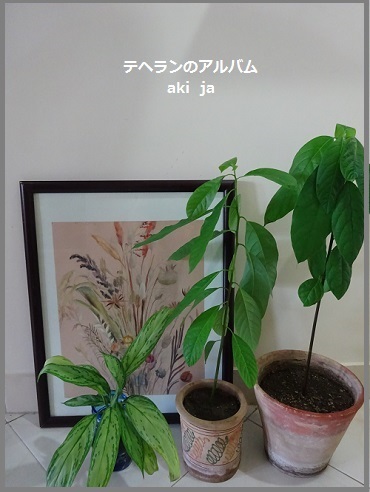 アボカドの種で観葉植物を テヘランのアルバム アボカドの種で観葉植物を テヘランのアルバム