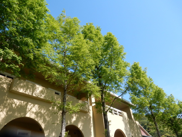 ’16,5,18(水)気持ち良すぎる散歩!_f0060461_1137070.jpg