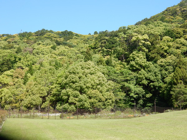 ’16,5,18(水)気持ち良すぎる散歩!_f0060461_11383789.jpg