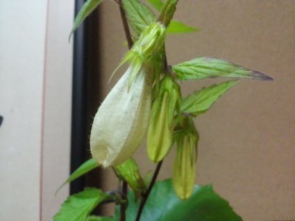 b0368362_07560141.jpg