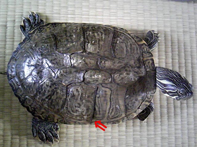 カメ 甲羅 脱皮 自由なb型でごめんなさい