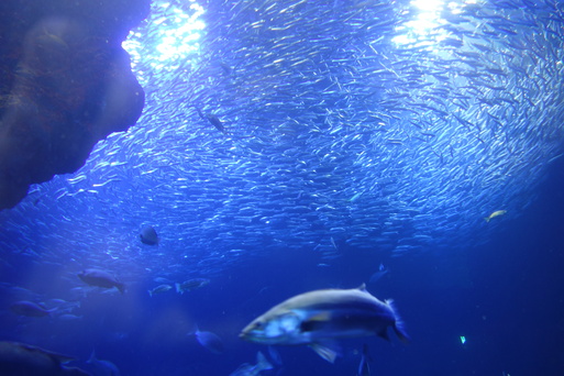 京都水族館へ行ってみました_b0159780_1428138.jpg