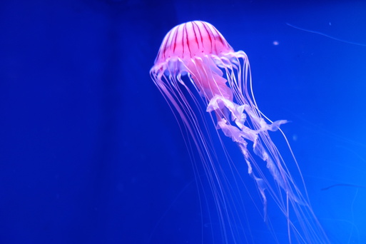 京都水族館へ行ってみました_b0159780_14335559.jpg