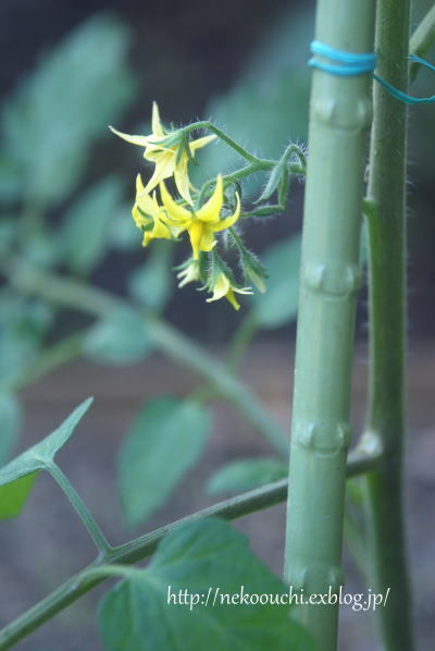 トマトの花_e0357180_19553136.jpg