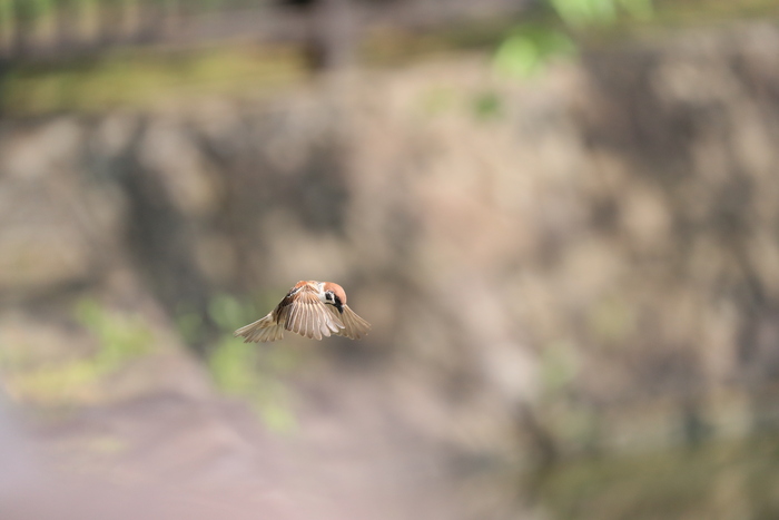 ホバリング　スズメ（雀）他_a0083081_15321864.jpg