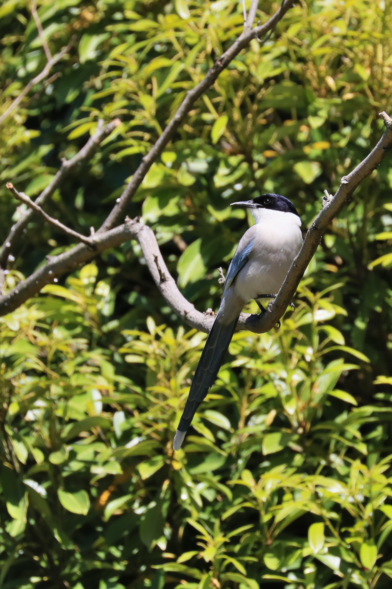 ホバリング　スズメ（雀）他_a0083081_15333191.jpg