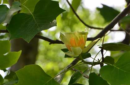 季節のお花達　百合の木の花_c0229483_182499.jpg