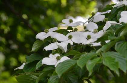 季節のお花達　百合の木の花_c0229483_18321753.jpg