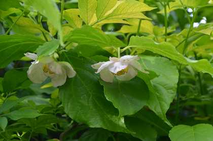 季節のお花達　百合の木の花_c0229483_18333113.jpg