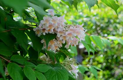 季節のお花達　百合の木の花_c0229483_18371828.jpg