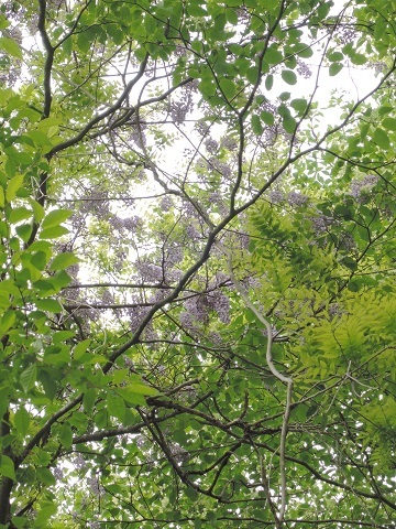 大泉町Y本さん邸の現場より 15_a0211886_22591145.jpg