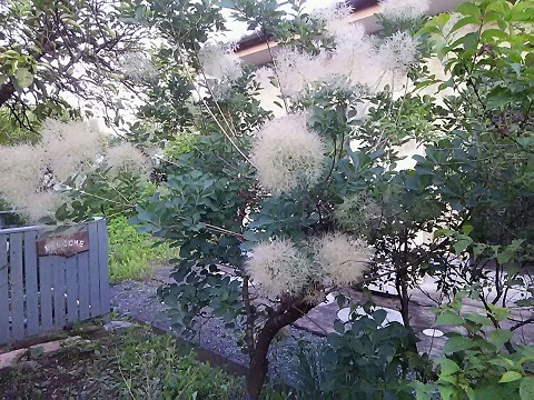 b0266191_1105846.jpg