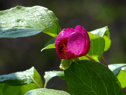 庭のクマガイソウと、鉢植えの紅花ヤマシャクなど_a0136293_2015443.jpg