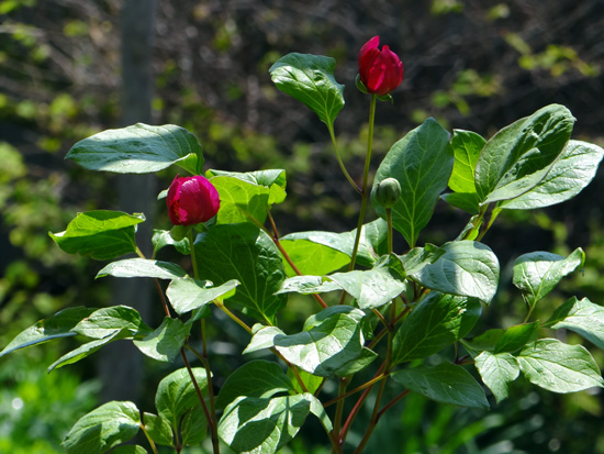 庭のクマガイソウと、鉢植えの紅花ヤマシャクなど_a0136293_205107.jpg