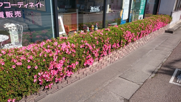 皐月、5月、花が咲いた_c0066693_16313634.jpg