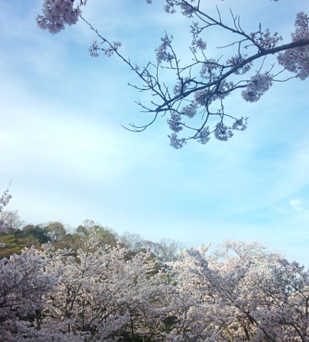 春の森林公園へ(後編)_d0341393_19401664.jpg