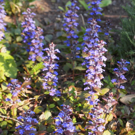 ブルー系の宿根草_a0292194_22341633.jpg