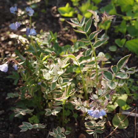 ブルー系の宿根草_a0292194_2239977.jpg