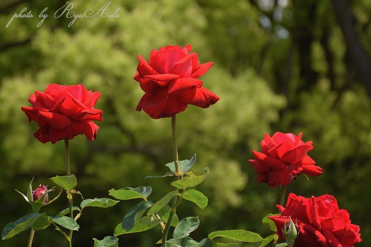 赤い薔薇_f0332795_23174854.jpg