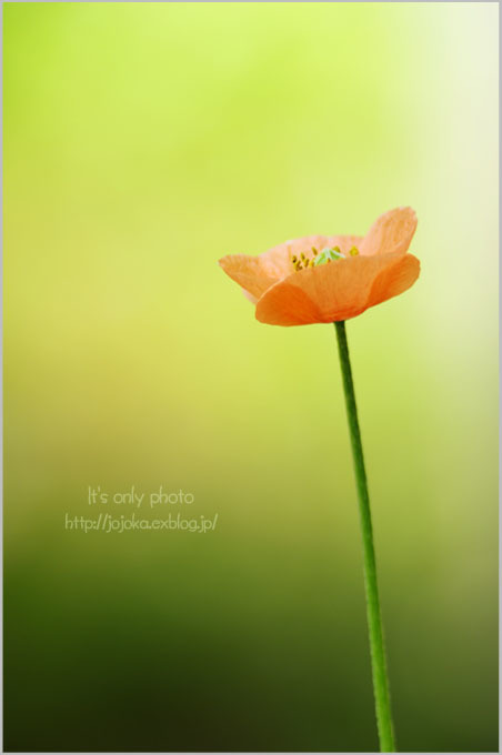 春の小さなお花たち＊Ⅱ_e0008800_22472316.jpg