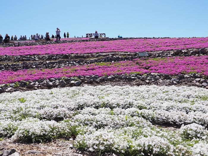 茶臼山高原の芝桜　2016　その2_e0075403_19213519.jpg