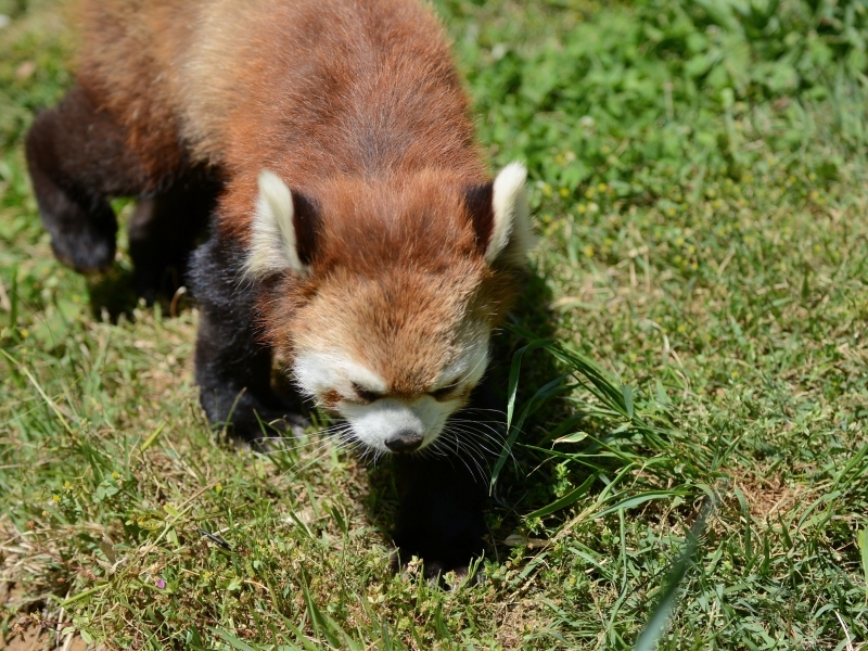 穴の中のレッサーパンダ_a0164204_09521187.jpg