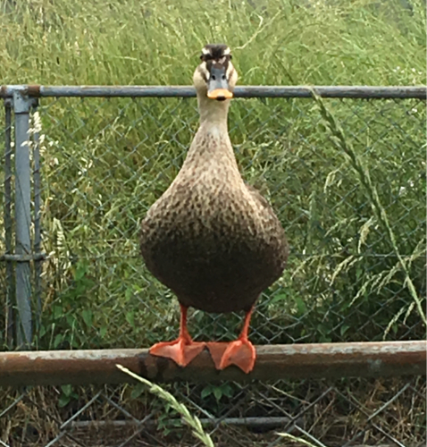 アンヨがギュ〜〜(≧∇≦)_e0239908_18374994.jpg