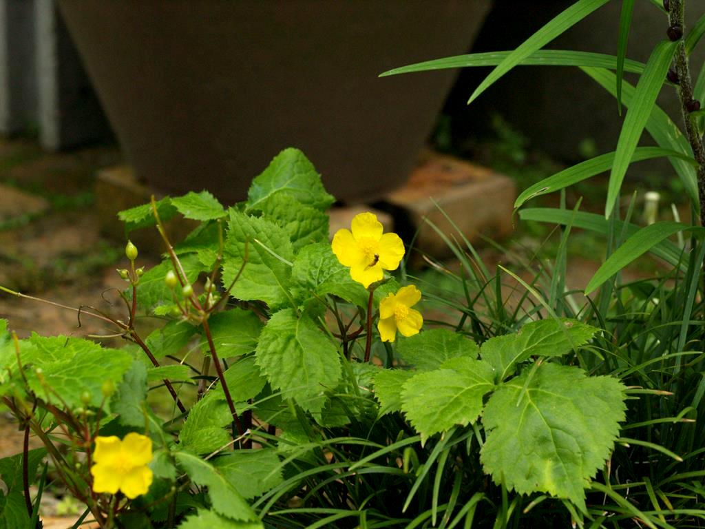 f0120208_15494888.jpg