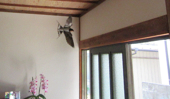 f0231709_1054084.gif