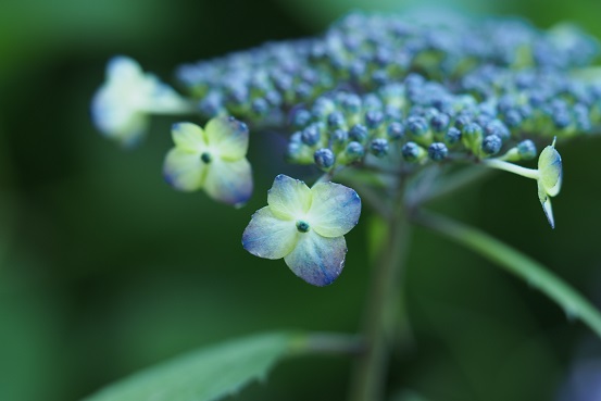 2016　我が家の紫陽花便り　その１_a0213011_8581361.jpg